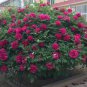 'Phoenix Fire' Purple Peony 10 Seeds