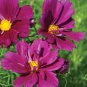 'Phoenix Fire' Purple Peony 10 Seeds