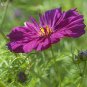 'Phoenix Fire' Purple Peony 10 Seeds