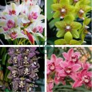 Rare Cymbidium Orchid 200 Seeds