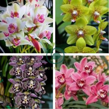 Rare Cymbidium Orchid 200 Seeds