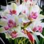 Rare Cymbidium Orchid 200 Seeds