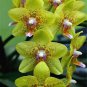 Rare Cymbidium Orchid 200 Seeds