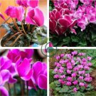'Xianv' Pink Cyclamen 10 Seeds