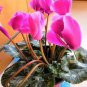 'Xianv' Pink Cyclamen 10 Seeds