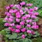 'Xianv' Pink Cyclamen 10 Seeds