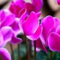'Xianv' Pink Cyclamen 10 Seeds