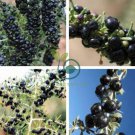 Black Goji Medlar hybrid 2000 Seeds