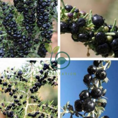 Black Goji Medlar hybrid 2000 Seeds