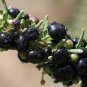Black Goji Medlar hybrid 2000 Seeds