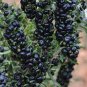 Black Goji Medlar hybrid 2000 Seeds