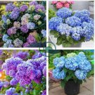 Bonsai Garden Hydrangea Flowers Perennial Little Tree Flower 200 Seeds