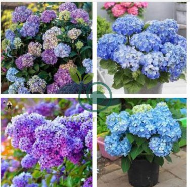 Bonsai Garden Hydrangea Flowers Perennial Little Tree Flower 200 Seeds