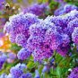 Bonsai Garden Hydrangea Flowers Perennial Little Tree Flower 200 Seeds