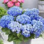 Bonsai Garden Hydrangea Flowers Perennial Little Tree Flower 200 Seeds
