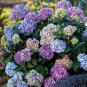 Bonsai Garden Hydrangea Flowers Perennial Little Tree Flower 200 Seeds