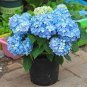 Bonsai Garden Hydrangea Flowers Perennial Little Tree Flower 200 Seeds