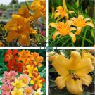 Hybrid Mix Yellow Daylily Flowers Plants  100 seeds