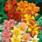 Hybrid Mix Yellow Daylily Flowers Plants 100 seeds