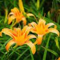Hybrid Mix Yellow Daylily Flowers Plants 100 seeds