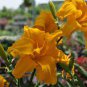 Hybrid Mix Yellow Daylily Flowers Plants 100 seeds