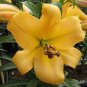 Hybrid Mix Yellow Daylily Flowers Plants 100 seeds