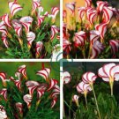 Rare Oxalis Versicolor Plant 200 Seeds