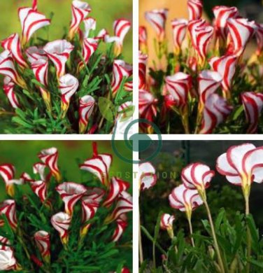 Rare Oxalis Versicolor Plant 200 Seeds