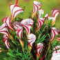 Rare Oxalis Versicolor Plant 200 Seeds