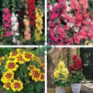 Miniature Hollyhock Flower Bonsai Plant DIY Home  400 Seeds