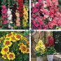 Miniature Hollyhock Flower Bonsai Plant DIY Home  400 Seeds
