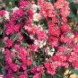 Miniature Hollyhock Flower Bonsai Plant DIY Home 400 Seeds