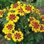 Miniature Hollyhock Flower Bonsai Plant DIY Home 400 Seeds