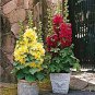 Miniature Hollyhock Flower Bonsai Plant DIY Home 400 Seeds