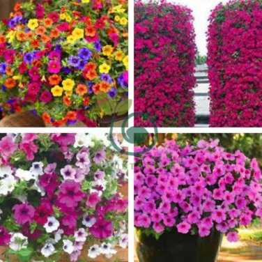 anging Petunia Plantas Melissa Original 200 Flower