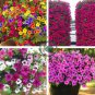 anging Petunia Plantas Melissa Original 200 Flower