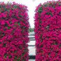 anging Petunia Plantas Melissa Original 200 Flower