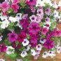 anging Petunia Plantas Melissa Original 200 Flower