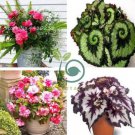 Bonsai Mixed Rieger Begonias Beautiful Bonsai Multi-Flap Flowers  100 Seeds