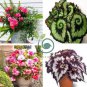 Bonsai Mixed Rieger Begonias Beautiful Bonsai Multi-Flap Flowers  100 Seeds