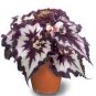Bonsai Mixed Rieger Begonias Beautiful Bonsai Multi-Flap Flowers  100 Seeds