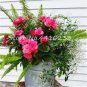 Bonsai Mixed Rieger Begonias Beautiful Bonsai Multi-Flap Flowers  100 Seeds