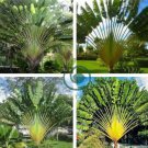 ravelers Palm Flores Bonsai, Ravenala Madagascariensis Chinese 200 Seeds