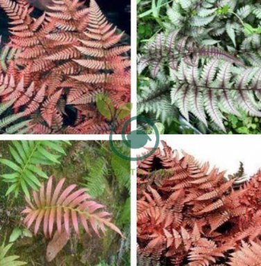 Japanese Rare Creeper Boston Fern Plant 200 Seeds