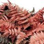 Japanese Rare Creeper Boston Fern Plant 200 Seeds