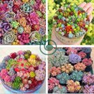 Rouge Cloud Succulents Bonsai Plants Pink Flower 200 Seeds