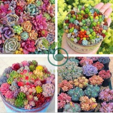 Rouge Cloud Succulents Bonsai Plants Pink Flower 200 Seeds