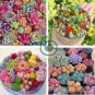 Rouge Cloud Succulents Bonsai Plants Pink Flower 200 Seeds