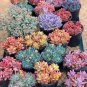 Rouge Cloud Succulents Bonsai Plants Pink Flower 200 Seeds
