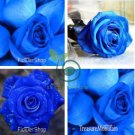 Blue Rose Fragrant Gardens Flowering Plants 300 Seeds
